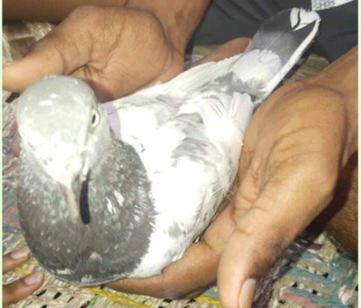 कबूतर बना कोतूहल….कही जासूसी तो नही,पंख पर स्टार पीयू टू मुहर