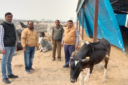 गोशाला के निरीक्षण में व्यवस्थाएं मिलीं दुरूस्त:निचली जगह होने पर जलभराव की रहती समस्या