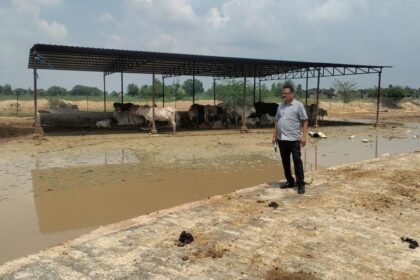 बीडीओ का औचक निरीक्षण : गौशालाओं में नहीं मिली सफाई जलभराव मिलने पर पानी निकालने के निर्देश